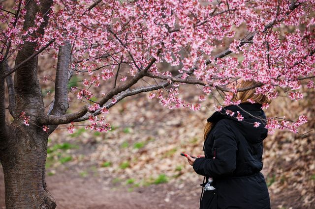 People enjoy tree blossoms at Central Park, March 22, 2022.